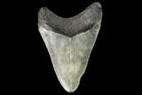Fossil Megalodon Tooth - North Carolina #109542-2